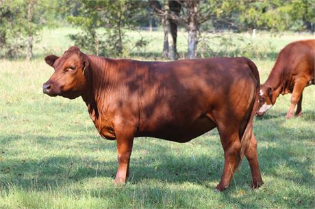LOT 38